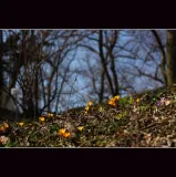 Watch the ground for signs of life