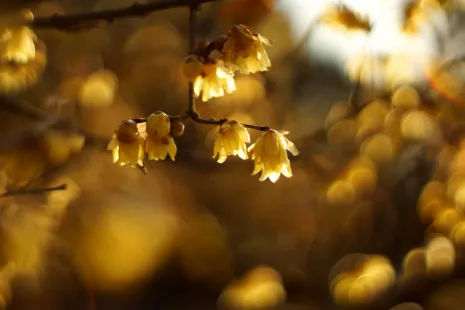 Winter Sweet