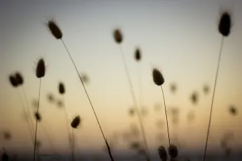 Summer bobs in the sky