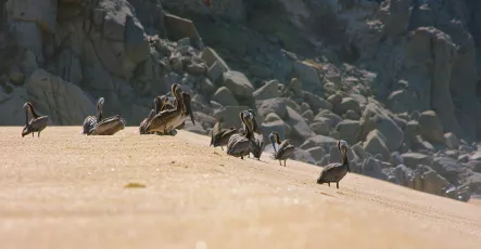 Brown Pelicans - Cabo San Lucas, Mexico