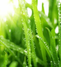 Dew