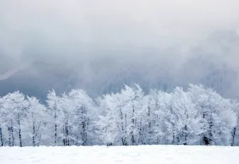 Trees in the winter