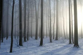 Deciduous forest