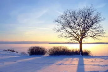 Winter sea sunset and tree in Finland