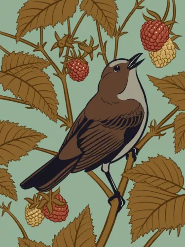 Day 16 of Avian August 2025, Birds of Hawaii, hosted by @cookiedoves: ʻŌmaʻo or Hawaiian Thrush…