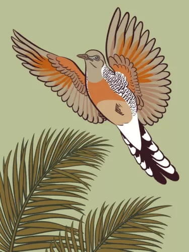 Day 17 of Avian August 2025, Birds of Hawaii, hosted by @cookiedoves: Zebra Dove (Geopelia striata)