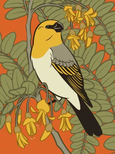 Day 29 of Avian August 2025, Birds of Hawaii, hosted by @cookiedoves: Palila (Loxioides bailleui)