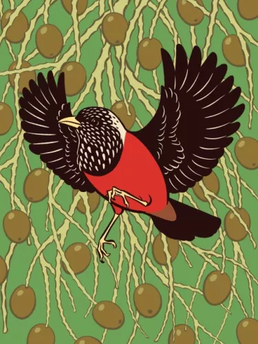 Day 28 of Avian August 2025, Birds of Hawaii, hosted by @cookiedoves: ʻUla-ʻai-hāwane (Ciridops…