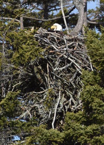 Bald eagle nest(Haliaeetus leucocephalus)