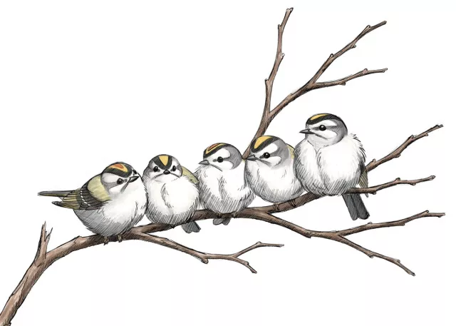 Golden-crowned kinglets huddle together in groups for warmth. How cute is that?