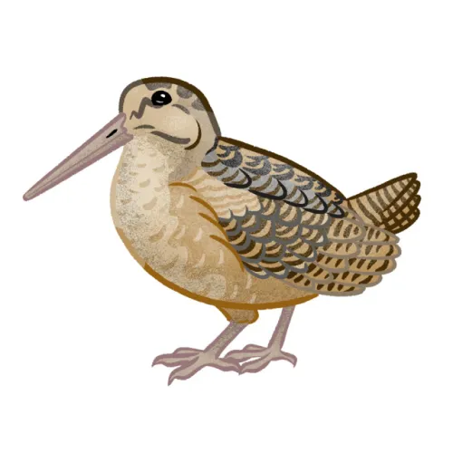 They’re baaaack. (Woodcocks in Maine)