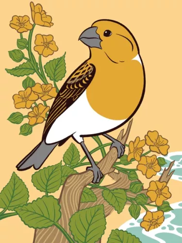 Day 18 of Avian August 2025, Birds of Hawaii, hosted by @cookiedoves: Laysan finch (Telespiza…