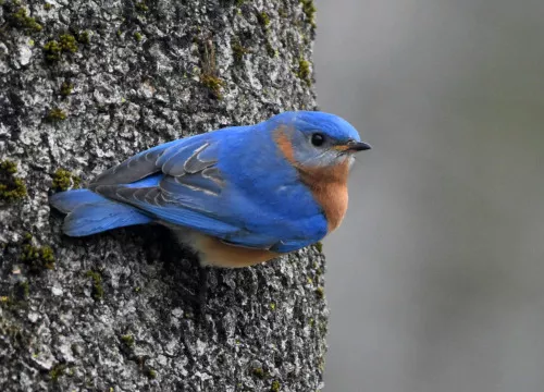 Eastern Bluebird(Sialia sialis)