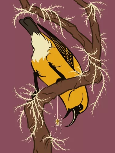 Day 23 of Avian August 2025, Birds of Hawaii, hosted by @cookiedoves: ʻAkiapōlāʻau (Hemignathus…