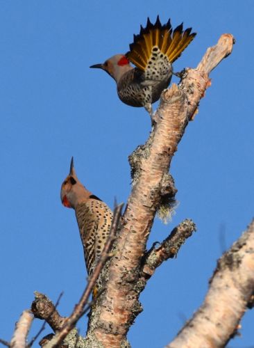 Northern Flickers(Colaptes auratus)