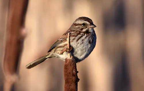 Song Sparrow(Melospiza melodia)