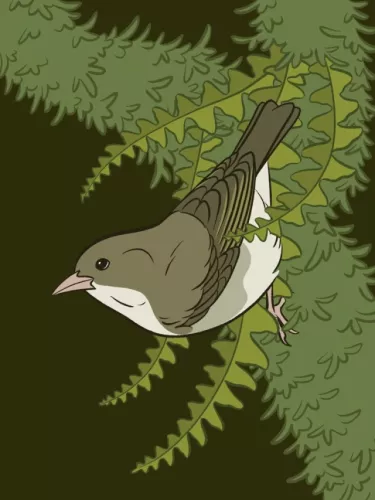 Day 15 of Avian August 2025, Birds of Hawaii, hosted by @cookiedoves: ʻAkikiki or the Kauaʻi Creeper…