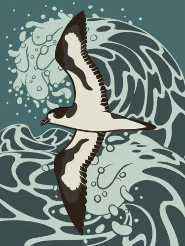 Day 14 of Avian August 2025, Birds of Hawaii, hosted by @cookiedoves: ʻUaʻu or Hawaiian petrel…