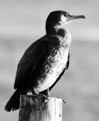 Great Cormorants(Phalacrocorax carbo)