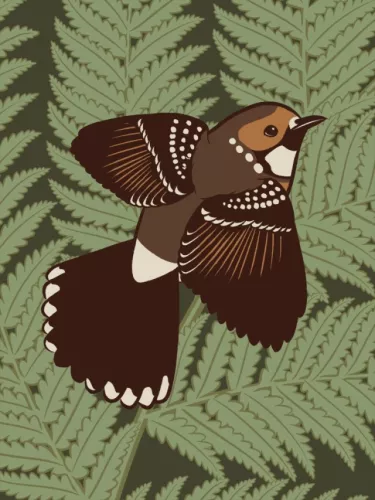 Day 22 of Avian August 2025, Birds of Hawaii, hosted by @cookiedoves: Hawaiʻi ʻelepaio (Chasiempis…