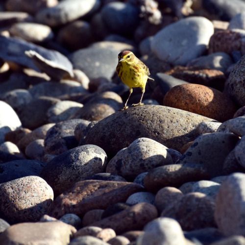 Palm Warbler(Setophaga palmarum), hunting spiders on the...