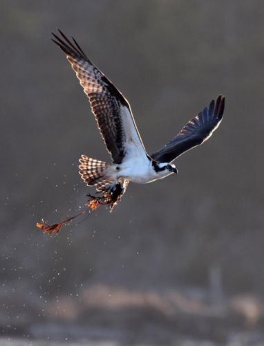 Osprey, collecting seaweed for the nest.