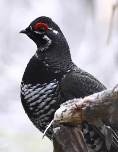 Spruce Grouse(Canachites canadensis)