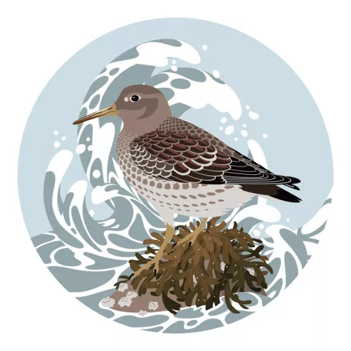 jadafitch:Purple sandpiper sticker design for Maine Natural...