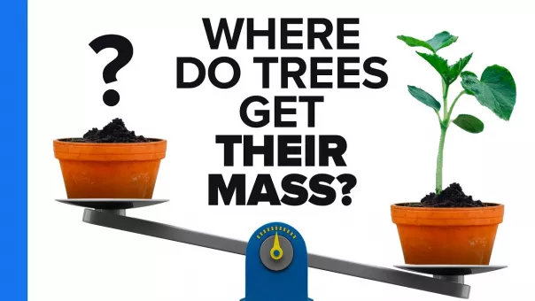 Where Do Trees Get Their Mass?
