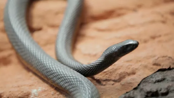 Why Do Venomous Animals Live In Warm Climates?