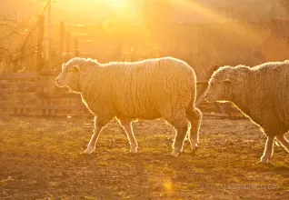 Sheep in the pasture