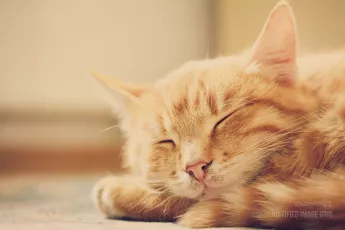 Peaceful orange red tabby