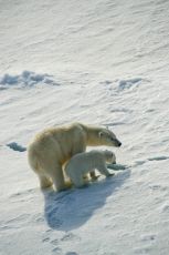Mother Polar Bear and cub