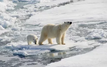 Polar bear and cub