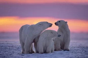 Polar bear family