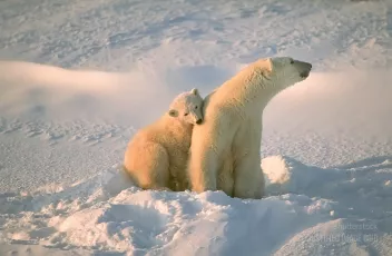 Polar bear with her cub