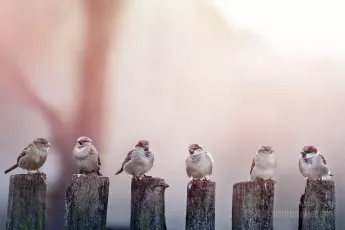 Sparrows in a row on wooden fence