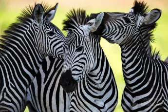 Wild zebras