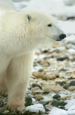 Polar bear walking on rocky tundra