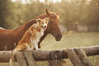 Red border collie and horse