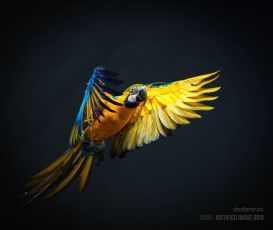 Colourful flying Ara