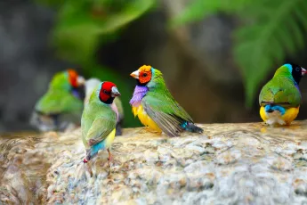 Gouldian finch