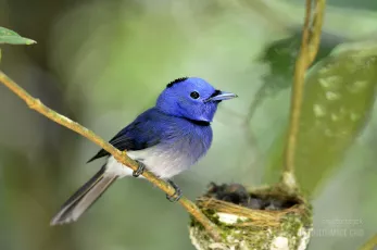 Black-naped monarch