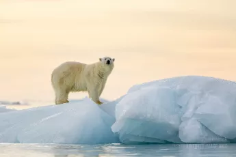 Polar bear observes