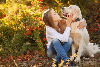 Golden retriever