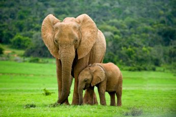 Child elephant