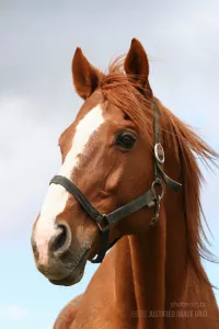 Portrait of a brown horse