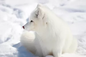 Arctic fox