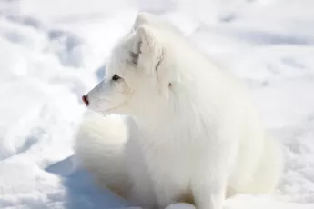 Arctic fox
