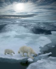 High angle of mother polar bear and cub walking on ice floe
